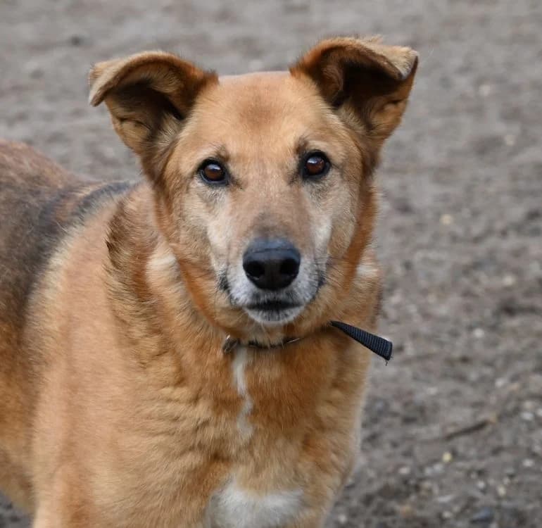 Hardy, male German Shepherd for adoption at Tierschutz Wörrstadt — photo 7 of 7