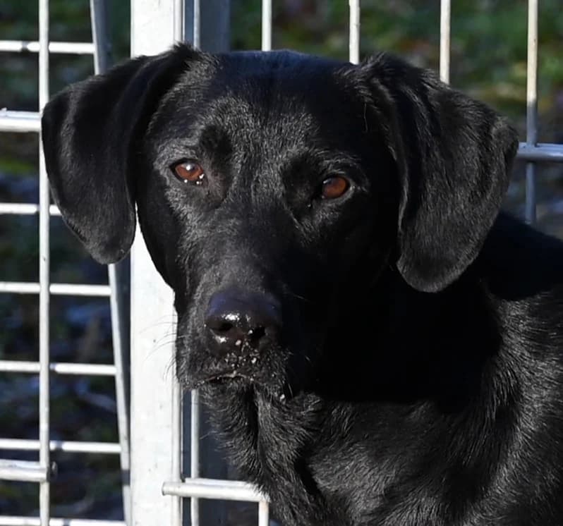 Aska, female young Labrador Retriever for adoption at Tierschutz Wörrstadt, Wörrstadt