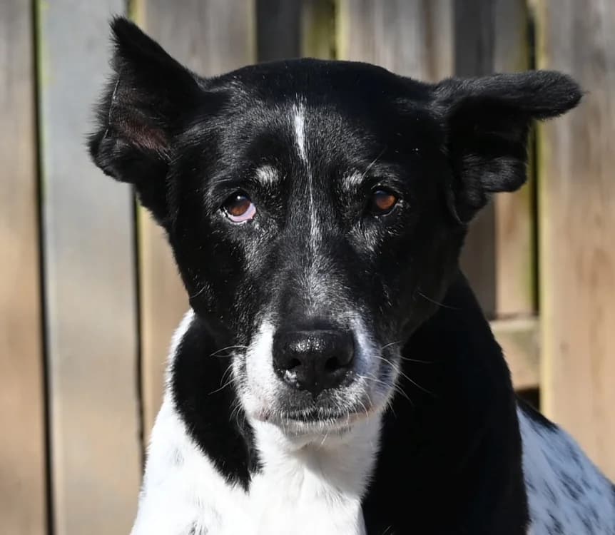 Palma, female Mixed Breed for adoption at Tierschutz Wörrstadt