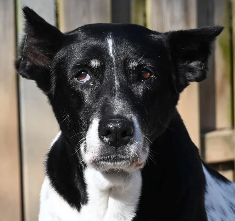 Palma, female Mixed Breed for adoption at Tierschutz Wörrstadt — photo 2 of 5