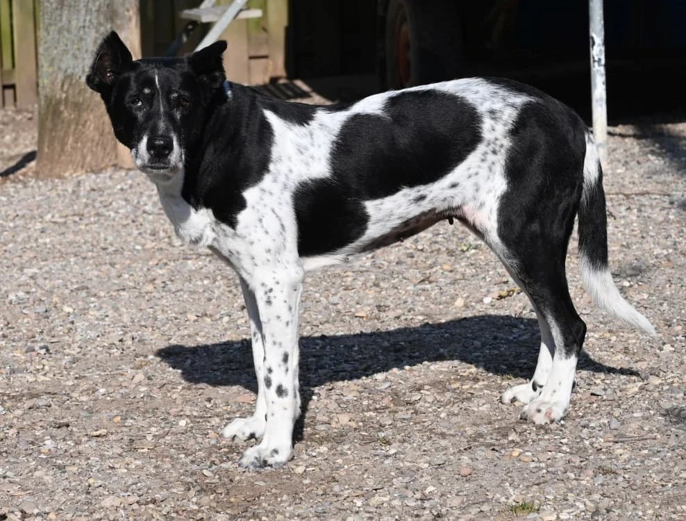 Palma, female Mixed Breed for adoption at Tierschutz Wörrstadt — photo 3 of 5