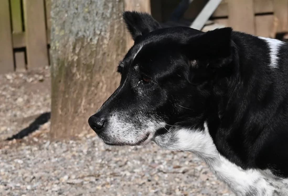Palma, female Mixed Breed for adoption at Tierschutz Wörrstadt — photo 4 of 5