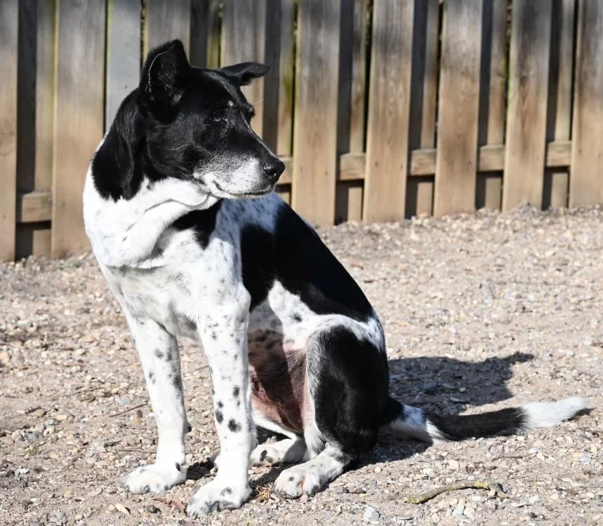 Palma, female Mixed Breed for adoption at Tierschutz Wörrstadt — photo 5 of 5