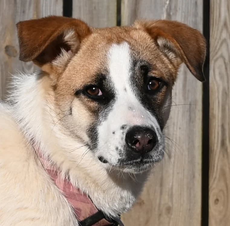 Emmy, female young Mixed Breed for adoption at Tierschutz Wörrstadt, Wörrstadt