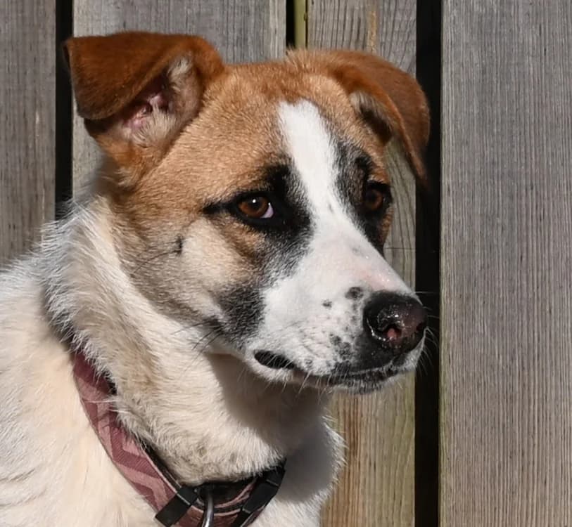 Emmy, female Mixed Breed for adoption at Tierschutz Wörrstadt — photo 2 of 6