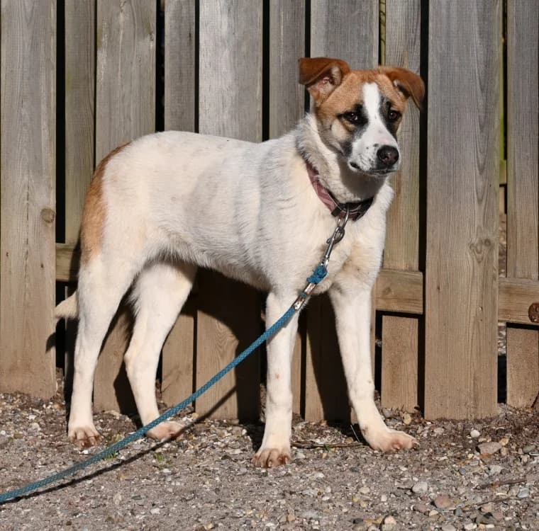 Emmy, female Mixed Breed for adoption at Tierschutz Wörrstadt — photo 3 of 6