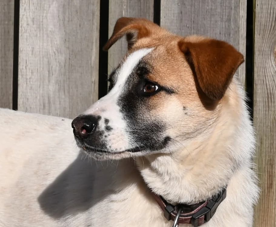 Emmy, female Mixed Breed for adoption at Tierschutz Wörrstadt — photo 4 of 6