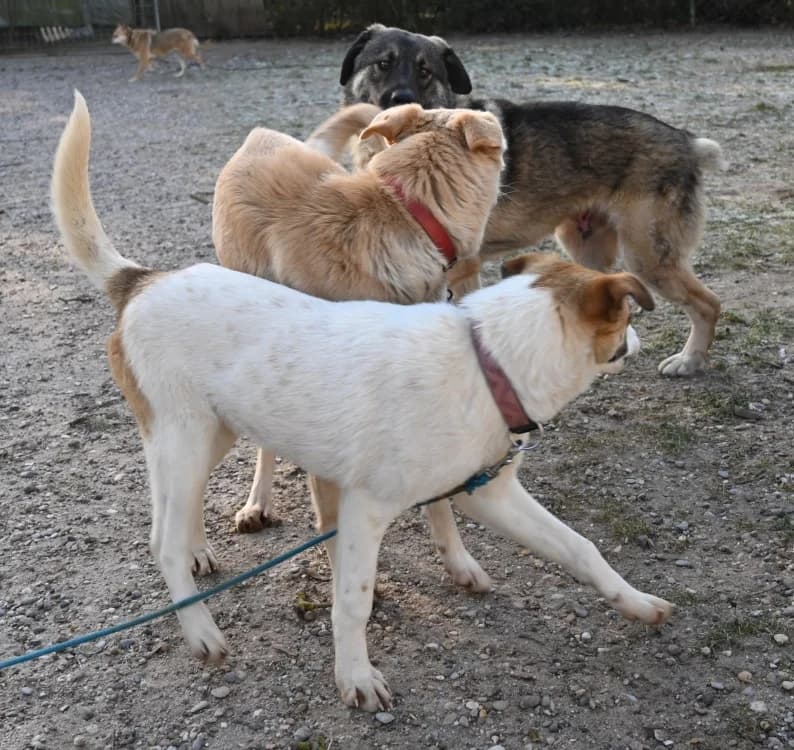Emmy, female Mixed Breed for adoption at Tierschutz Wörrstadt — photo 5 of 6