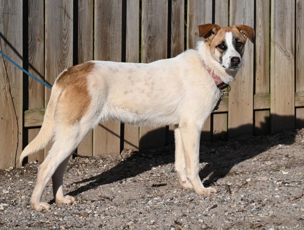 Emmy, female Mixed Breed for adoption at Tierschutz Wörrstadt — photo 6 of 6