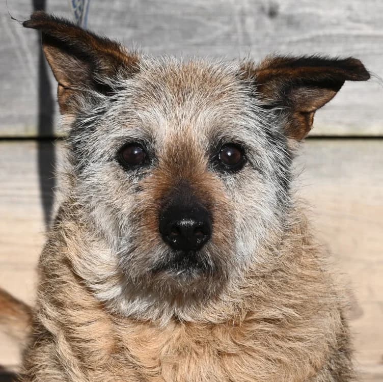Max, male Mixed Breed for adoption at Tierschutz Wörrstadt