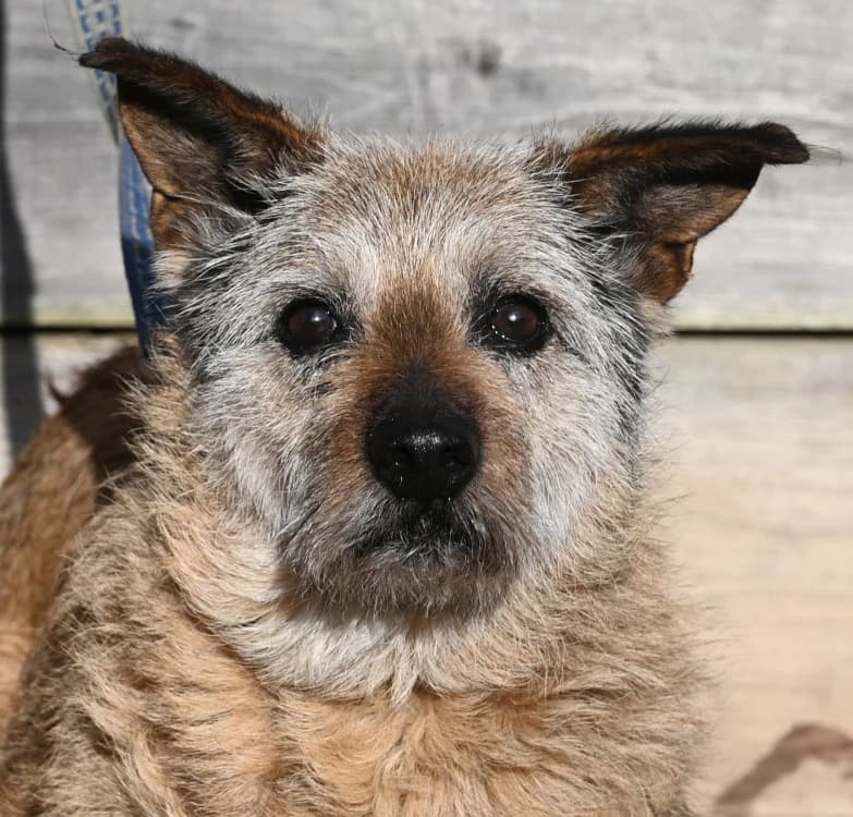 Max, male Mixed Breed for adoption at Tierschutz Wörrstadt — photo 2 of 6