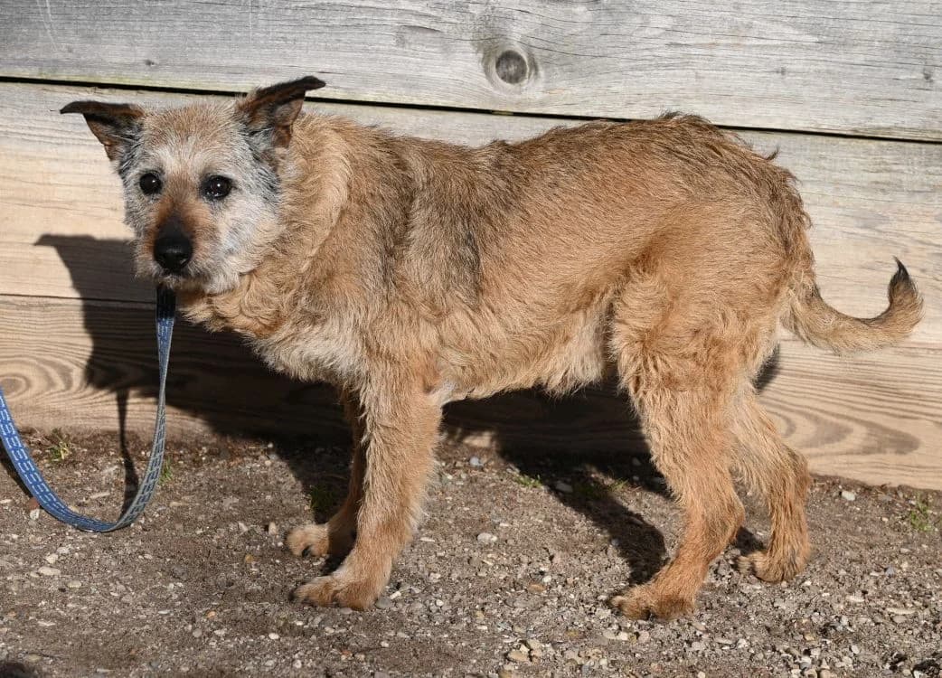 Max, male Mixed Breed for adoption at Tierschutz Wörrstadt — photo 3 of 6