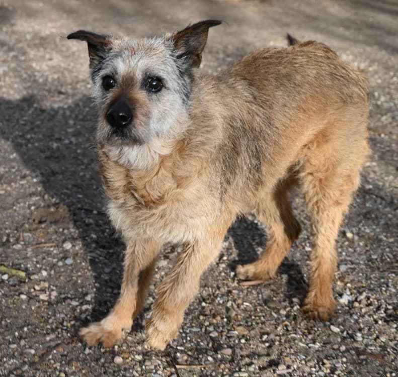 Max, male Mixed Breed for adoption at Tierschutz Wörrstadt — photo 4 of 6