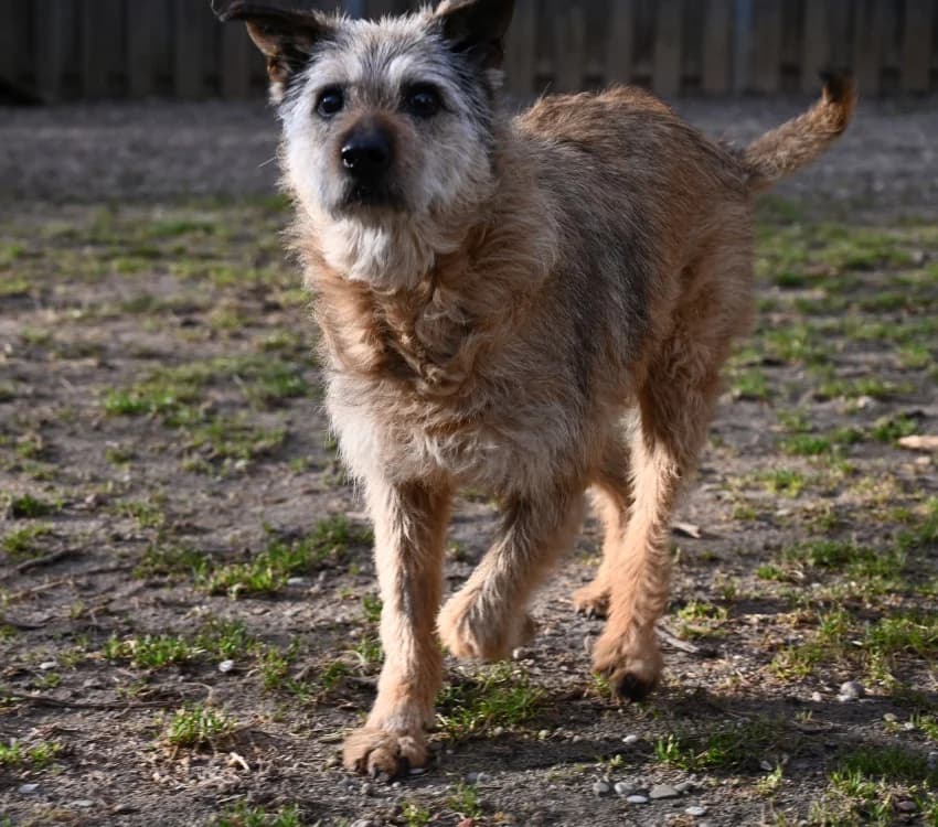 Max, male Mixed Breed for adoption at Tierschutz Wörrstadt — photo 5 of 6