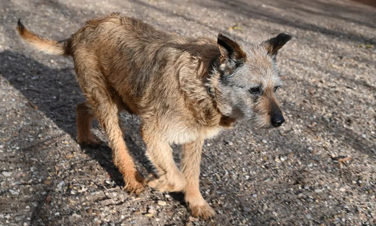 Max, male Mixed Breed for adoption at Tierschutz Wörrstadt — photo 6 of 6
