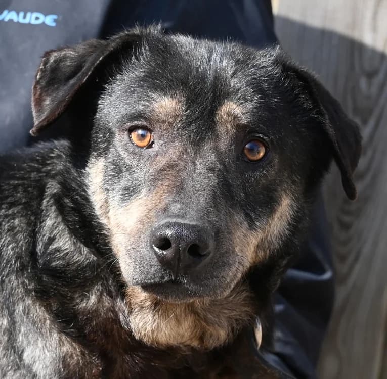 Koa, male young Mixed Breed for adoption at Tierschutz Wörrstadt, Wörrstadt