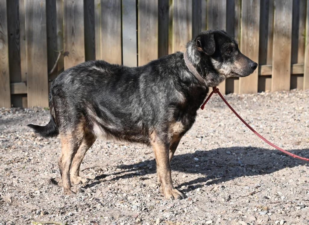 Koa, male Mixed Breed for adoption at Tierschutz Wörrstadt — photo 2 of 8