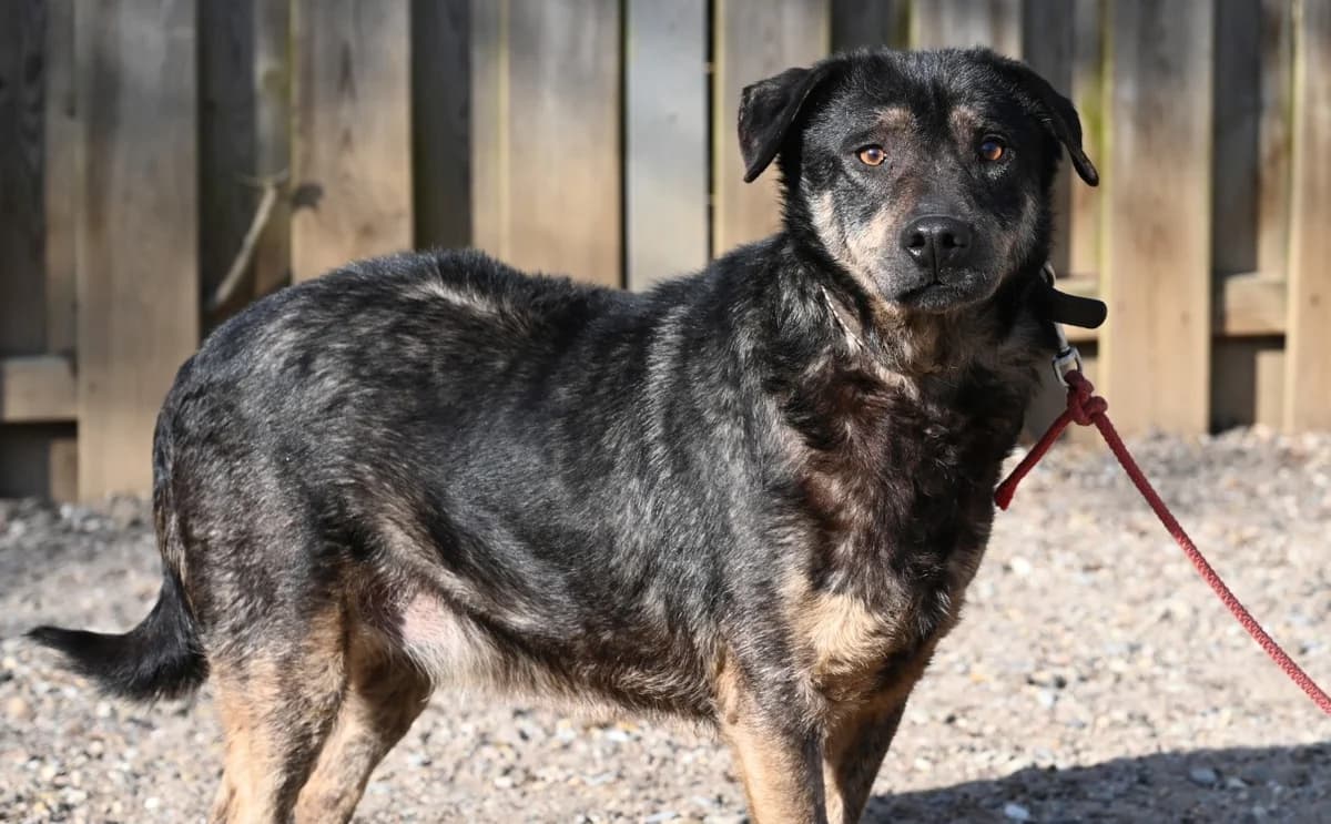 Koa, male Mixed Breed for adoption at Tierschutz Wörrstadt — photo 3 of 8