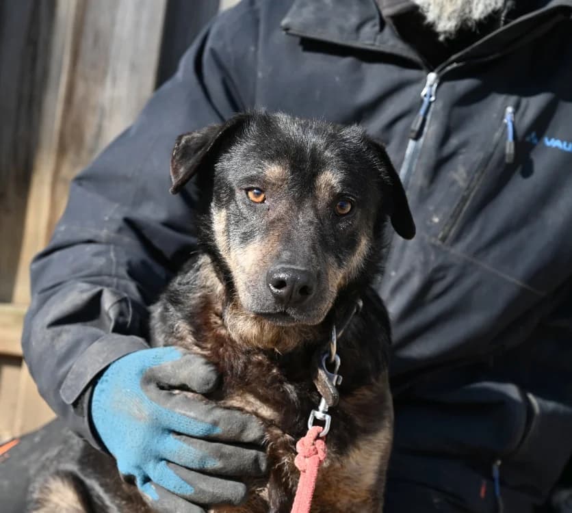 Koa, male Mixed Breed for adoption at Tierschutz Wörrstadt — photo 4 of 8