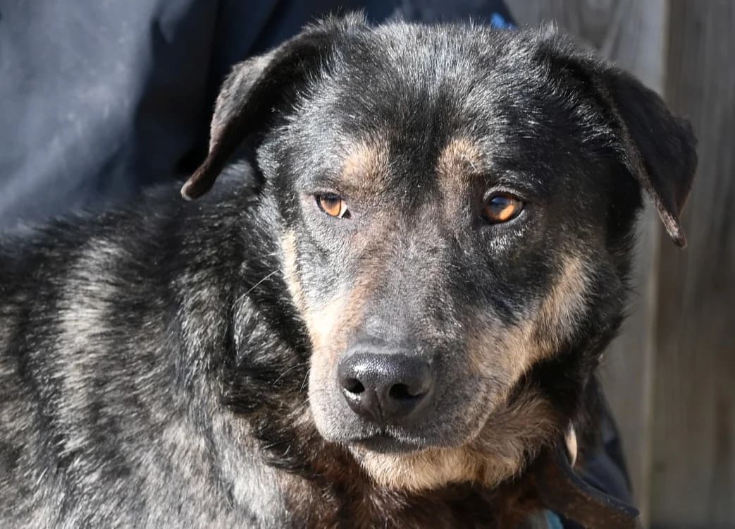 Koa, male Mixed Breed for adoption at Tierschutz Wörrstadt — photo 5 of 8