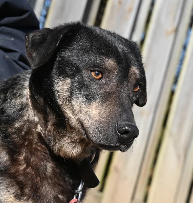 Koa, male Mixed Breed for adoption at Tierschutz Wörrstadt — photo 7 of 8