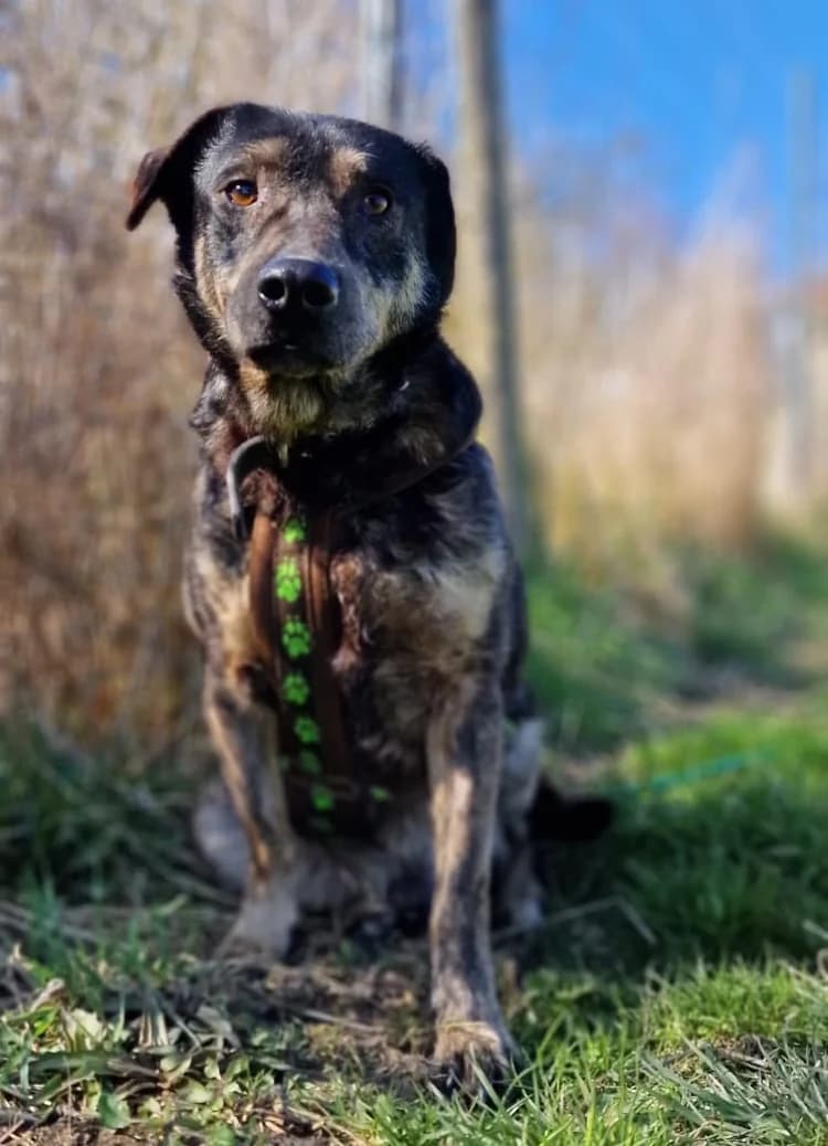 Koa, male Mixed Breed for adoption at Tierschutz Wörrstadt — photo 8 of 8