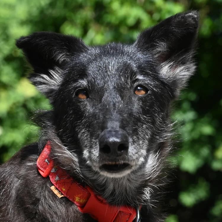 Talia, female young Mixed Breed for adoption at Tierschutz Wörrstadt, Wörrstadt