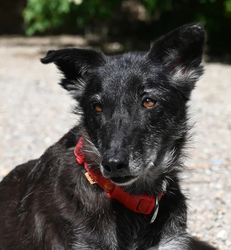 Talia, female Mixed Breed for adoption at Tierschutz Wörrstadt — photo 2 of 14