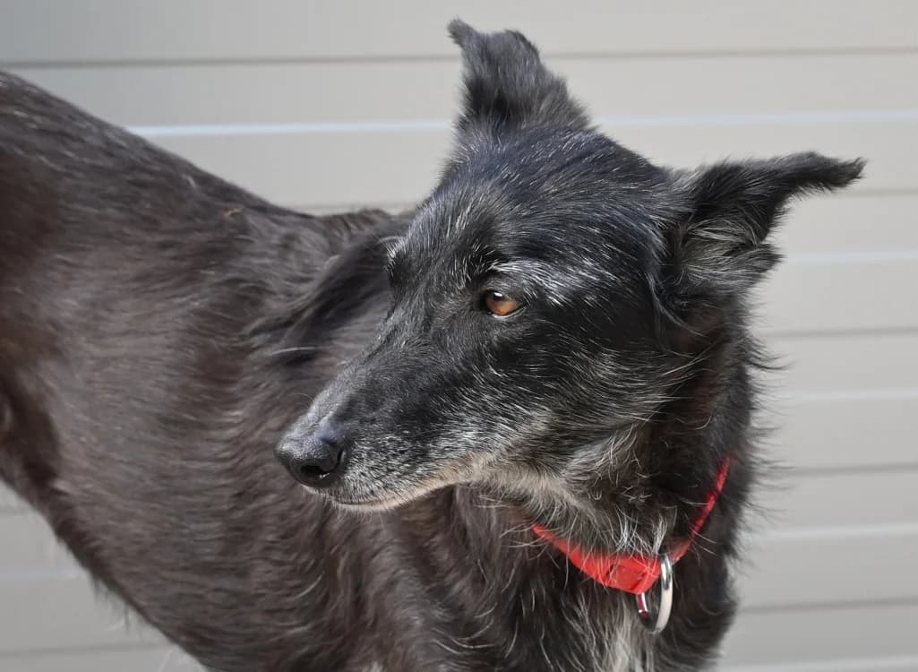 Talia, female Mixed Breed for adoption at Tierschutz Wörrstadt — photo 3 of 14