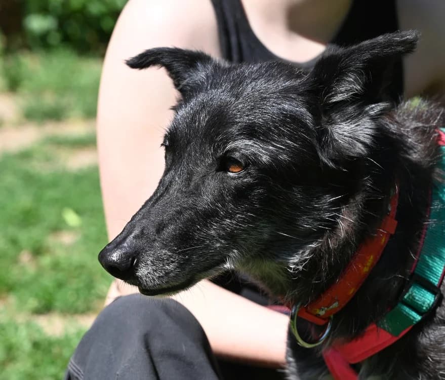 Talia, female Mixed Breed for adoption at Tierschutz Wörrstadt — photo 4 of 14