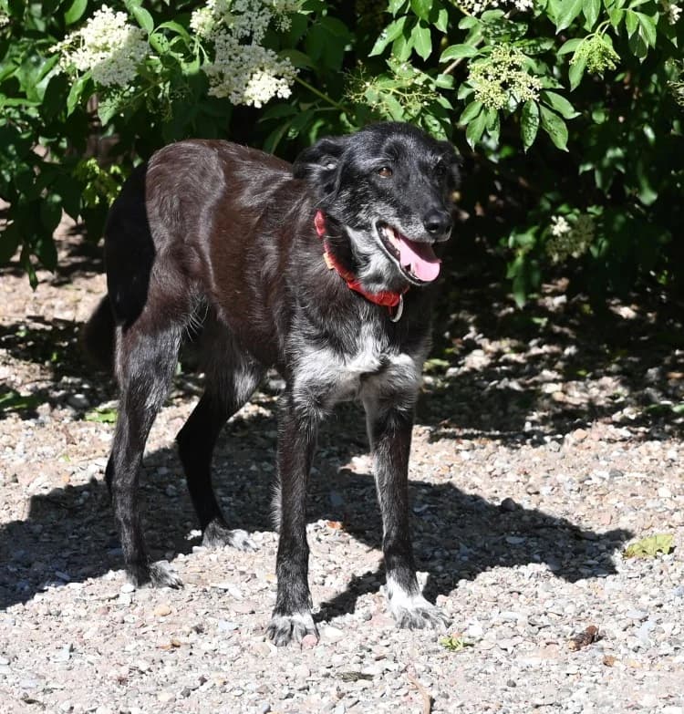 Talia, female Mixed Breed for adoption at Tierschutz Wörrstadt — photo 5 of 14