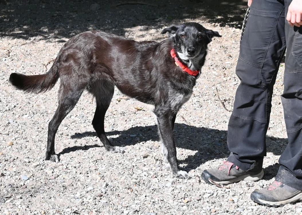 Talia, female Mixed Breed for adoption at Tierschutz Wörrstadt — photo 6 of 14