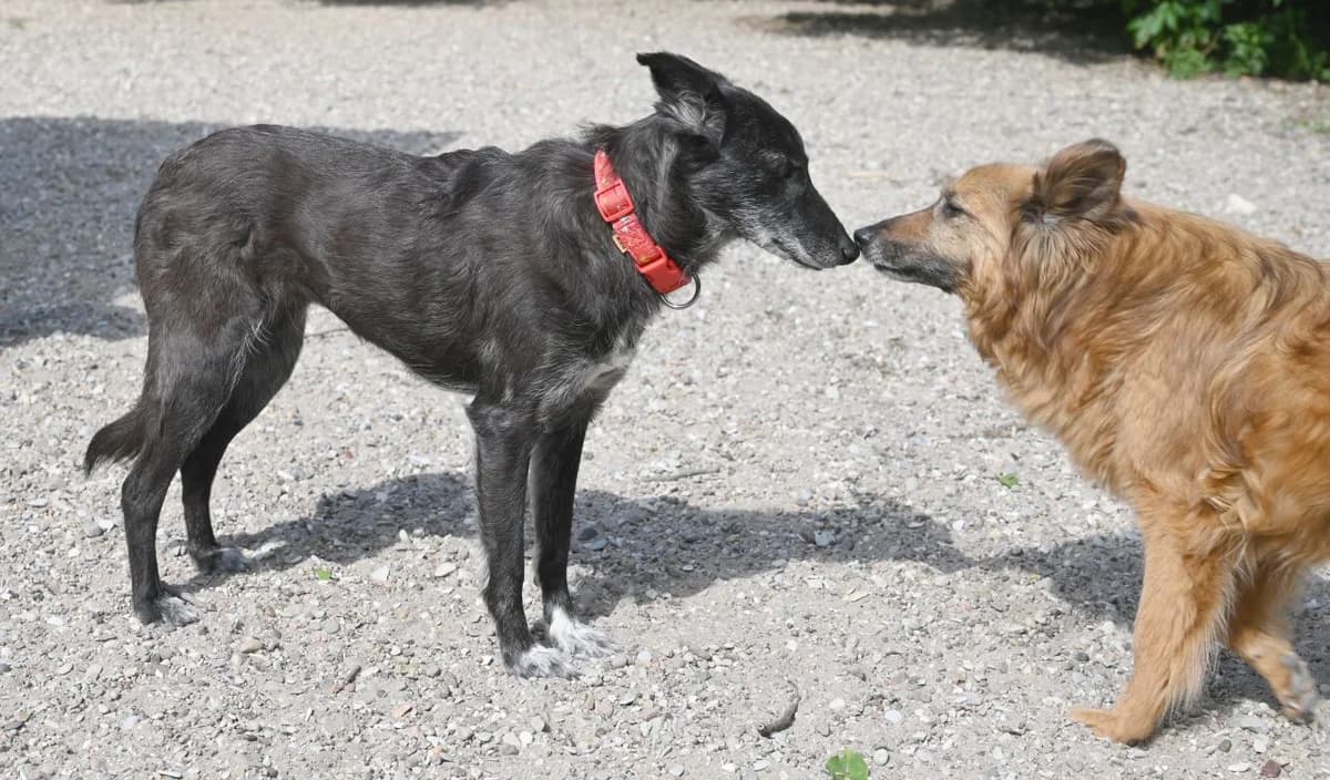Talia, female Mixed Breed for adoption at Tierschutz Wörrstadt — photo 7 of 14