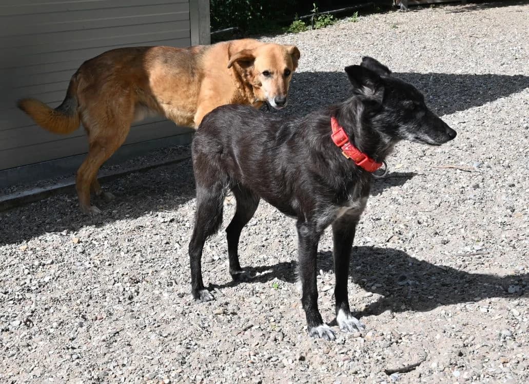 Talia, female Mixed Breed for adoption at Tierschutz Wörrstadt — photo 8 of 14