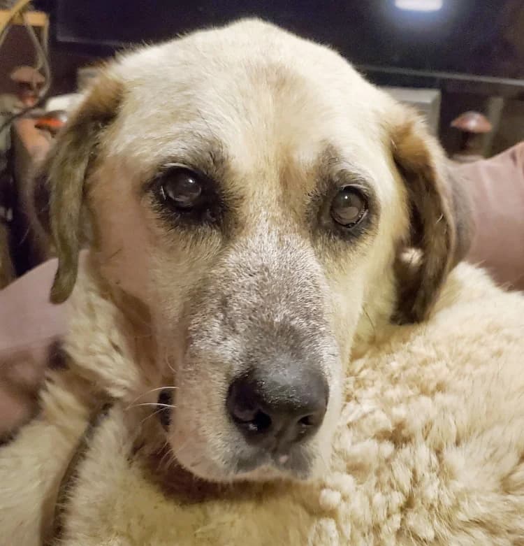 Dori, female Mixed Breed for adoption at Tierschutz Wörrstadt