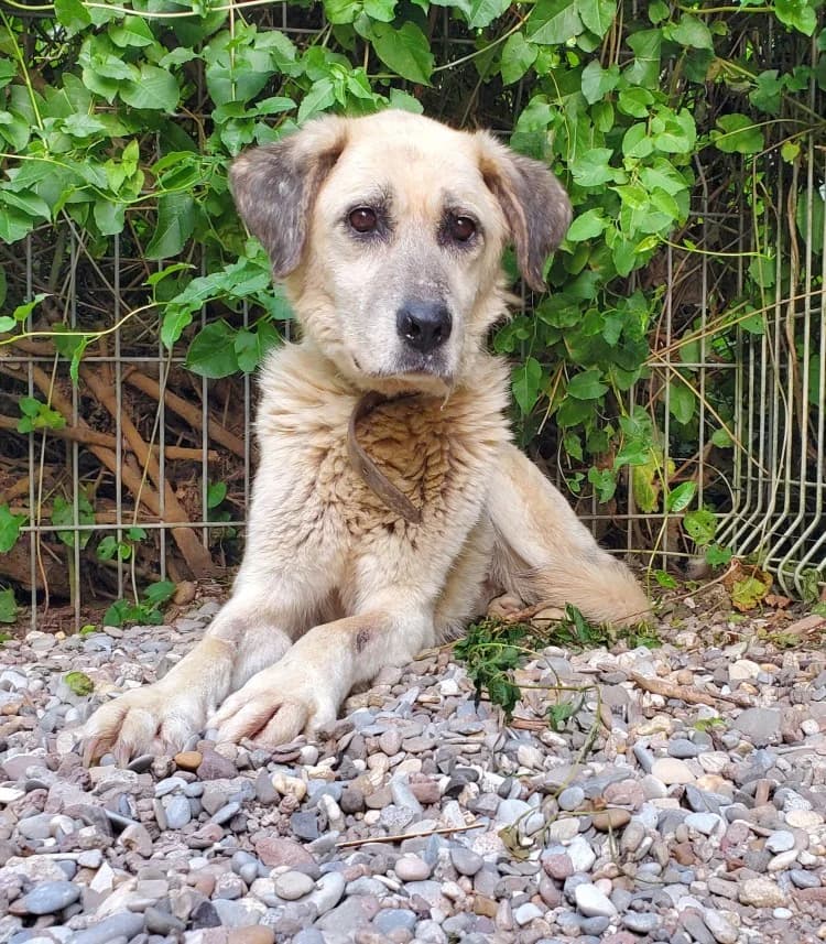 Dori, female Mixed Breed for adoption at Tierschutz Wörrstadt — photo 2 of 6