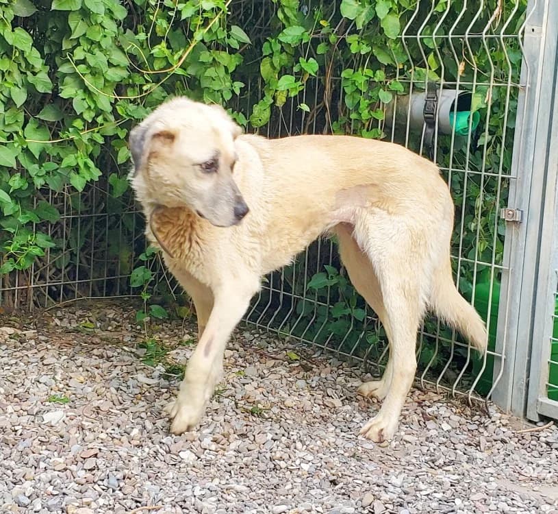 Dori, female Mixed Breed for adoption at Tierschutz Wörrstadt — photo 3 of 6