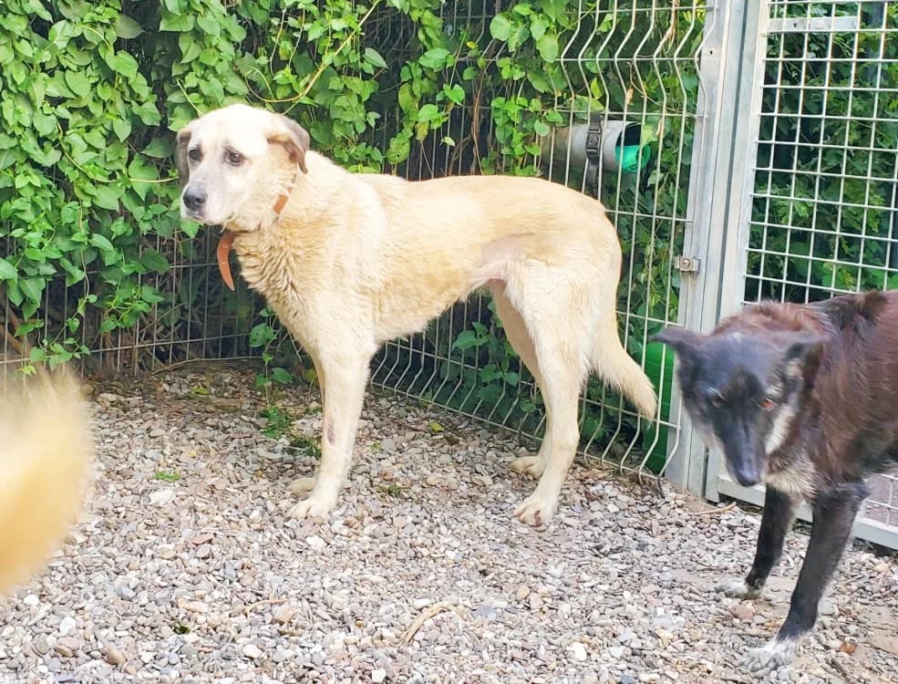 Dori, female Mixed Breed for adoption at Tierschutz Wörrstadt — photo 4 of 6