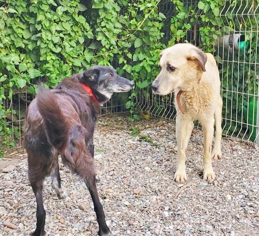 Dori, female Mixed Breed for adoption at Tierschutz Wörrstadt — photo 5 of 6