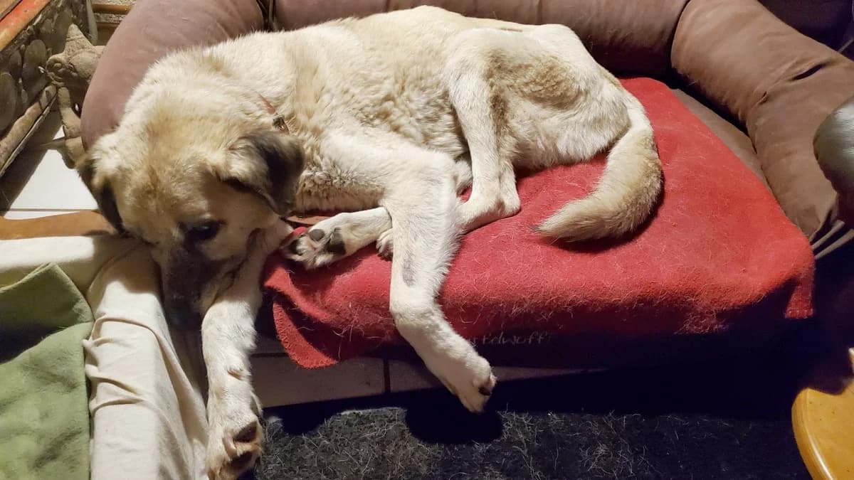 Dori, female Mixed Breed for adoption at Tierschutz Wörrstadt — photo 6 of 6