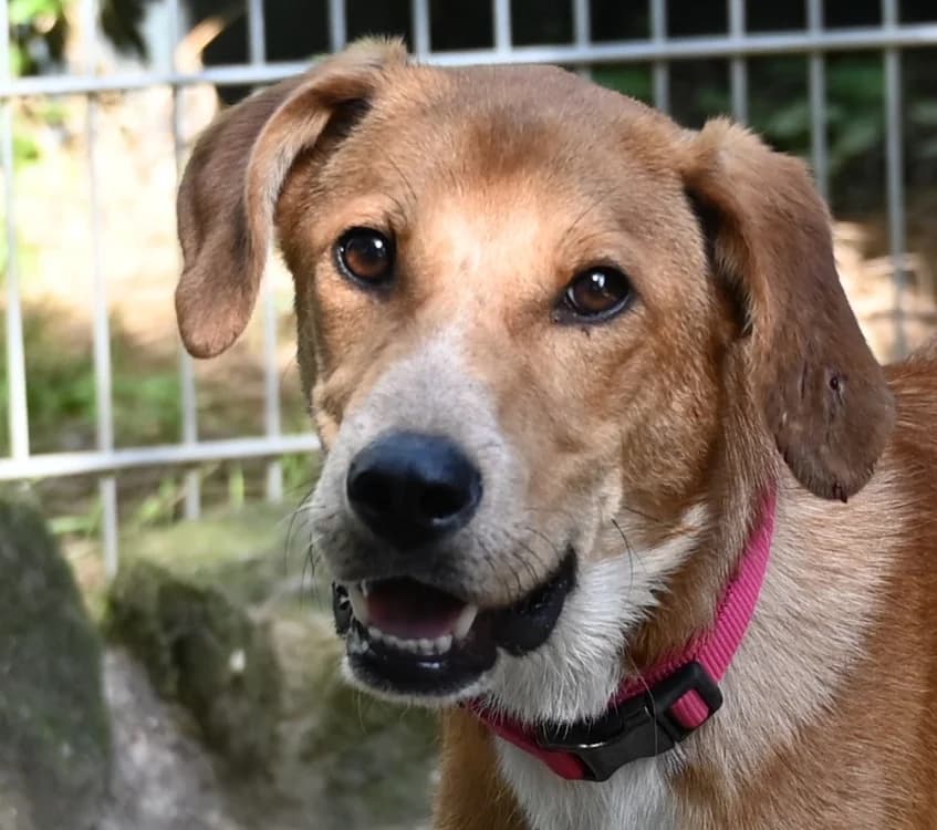 Lumi, female young Mixed Breed for adoption at Tierschutz Wörrstadt, Wörrstadt