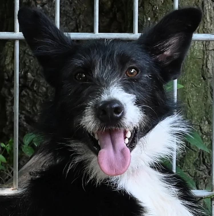 Zippo, Mixed Breed (Tierschutz Wörrstadt)