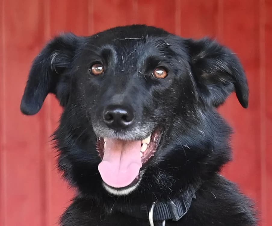 Zara, Mixed Breed (Tierschutz Wörrstadt)