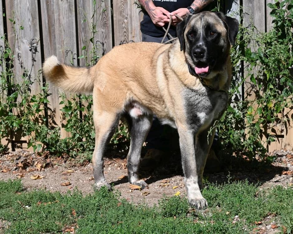 Topi, male Kangal for adoption at Tierschutz Wörrstadt — photo 2 of 11