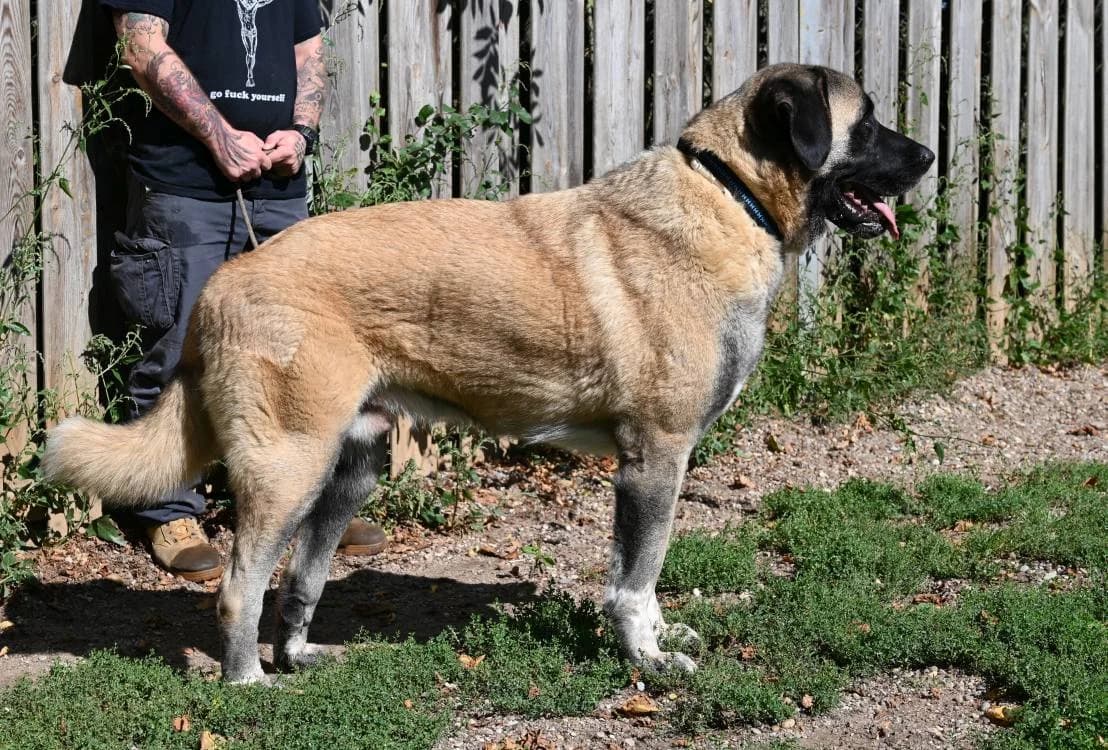 Topi, male Kangal for adoption at Tierschutz Wörrstadt — photo 3 of 11
