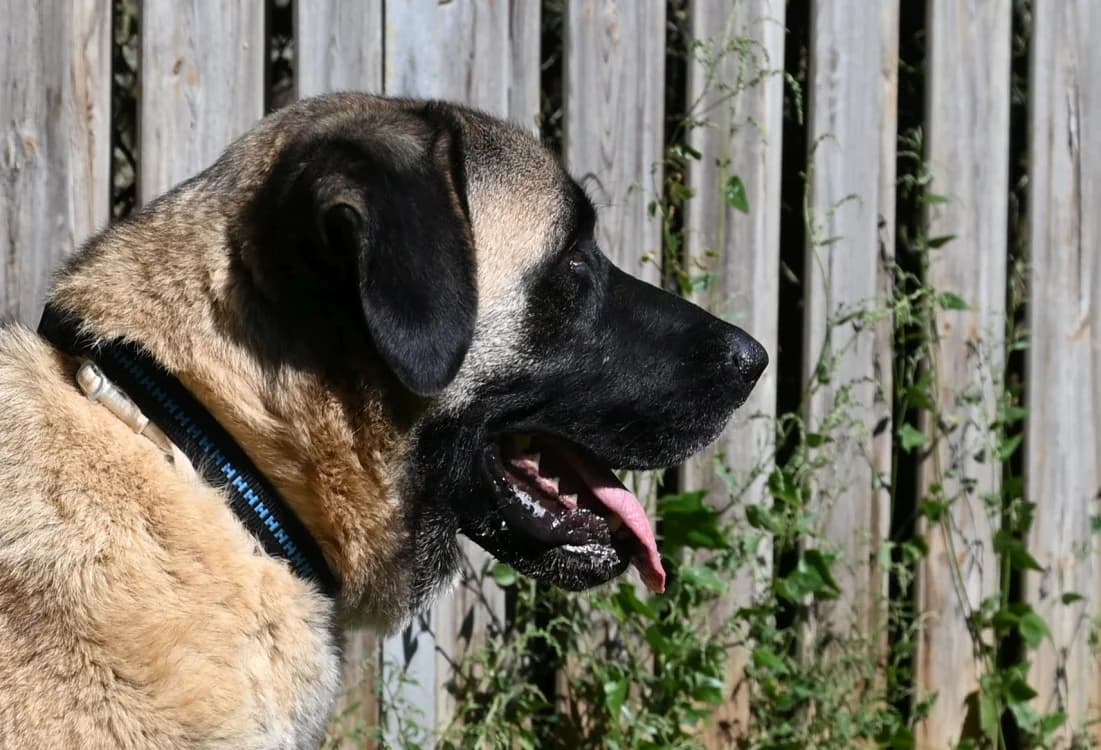 Topi, male Kangal for adoption at Tierschutz Wörrstadt — photo 4 of 11