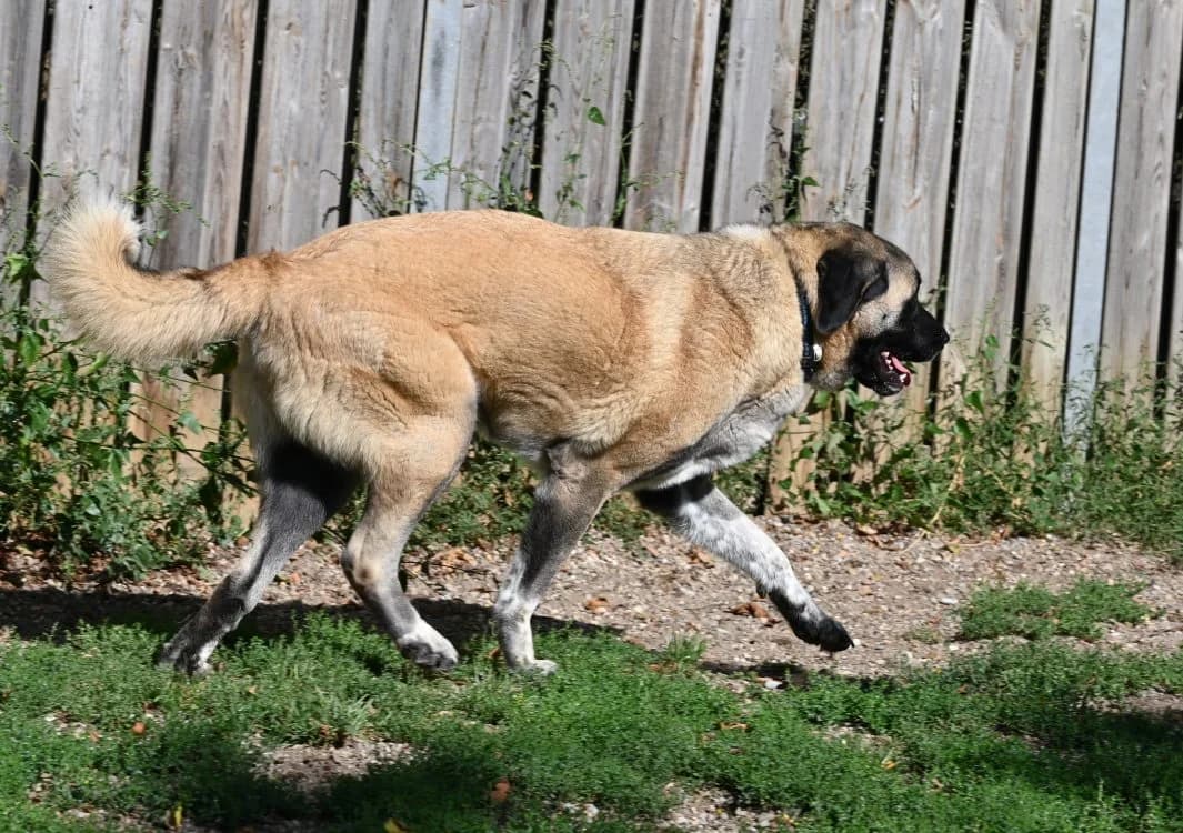 Topi, male Kangal for adoption at Tierschutz Wörrstadt — photo 5 of 11