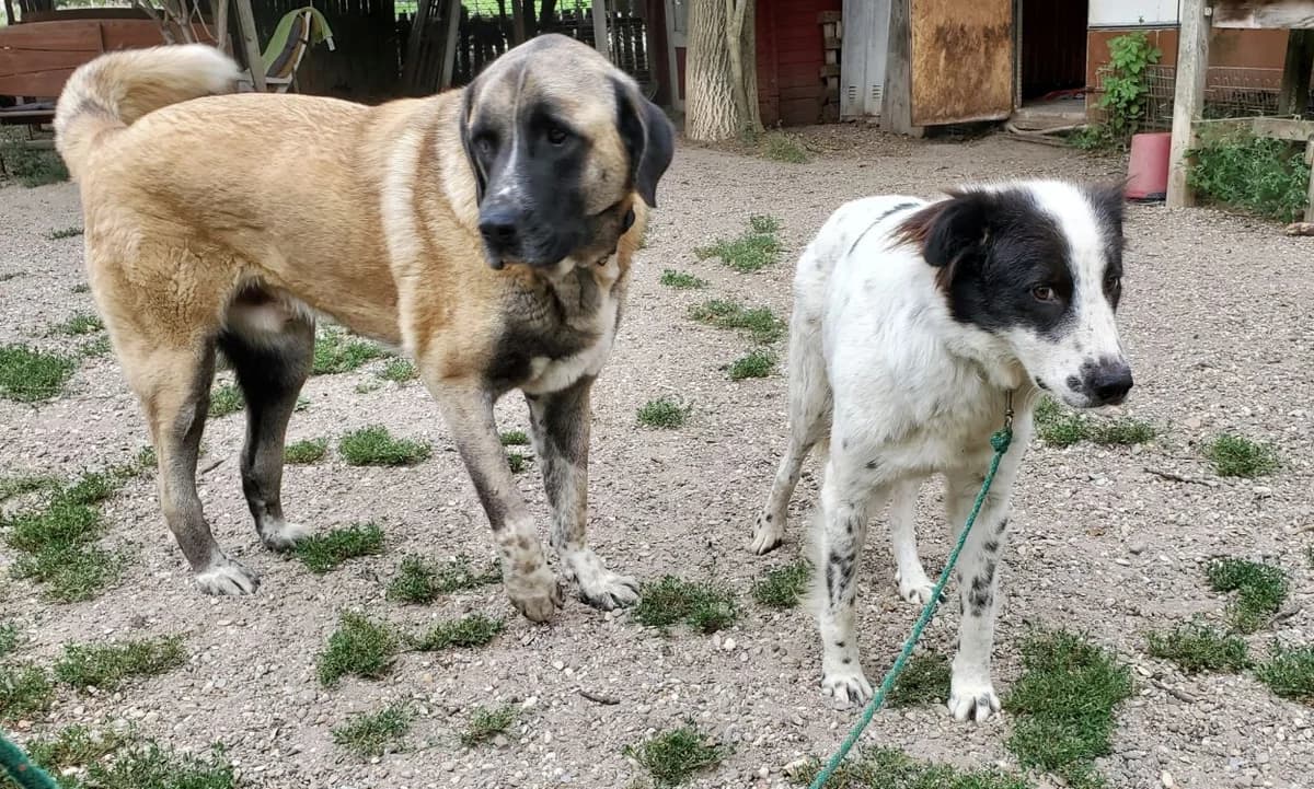 Topi, male Kangal for adoption at Tierschutz Wörrstadt — photo 6 of 11