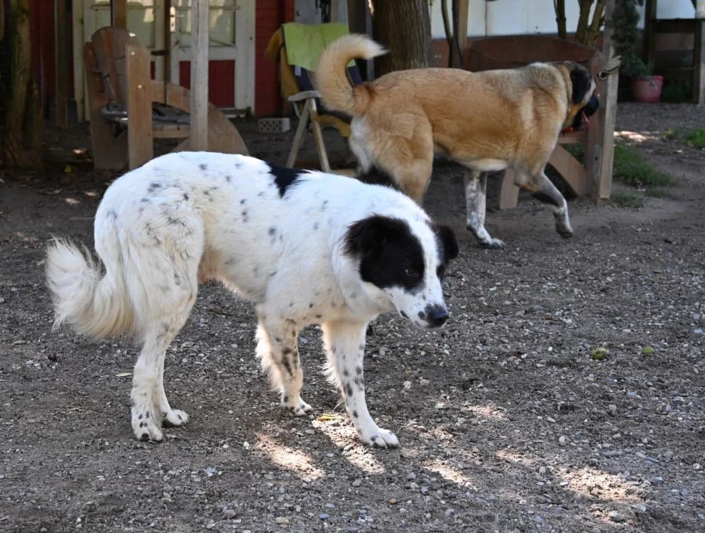Topi, male Kangal for adoption at Tierschutz Wörrstadt — photo 7 of 11