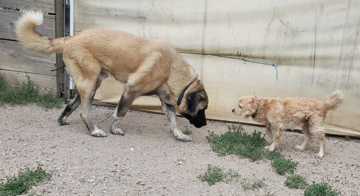 Topi, male Kangal for adoption at Tierschutz Wörrstadt — photo 8 of 11
